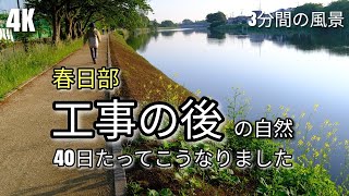 春日部【護岸(遊歩道)工事の40日後】こうなりました 古利根川(藤塚橋～ゆりのき橋)【4K】2023.05.13 Vlog(X-S10)= 40 days after bank protection