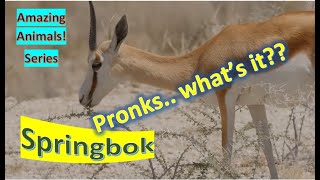 Springbok facts 🦌 African common species 🤩 national animal of South Africa 🇿🇦