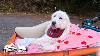 寒くなりブランケットをかけてもらい散歩へ出かけるルンルンです　Great Pyrenees　グレートピレニーズ