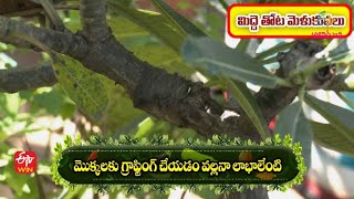 ఐదు రకాల మొక్కలను కలిపి గ్రాఫ్టింగ్ చేయడం సాధ్యమేనా|పెరటి రుచులు | 24th డిసెంబర్ 2022 |ఈటీవీ అభిరుచి