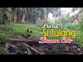 MEMIKAT AYAM HUTAN / RED JUNGLE FOWL ... PACAK SI TULANG LAMAN CELIR