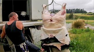 Huge cow homemade mobile slaughter truck - Amazing humanely pig \u0026 lamb processing factory