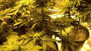 600 Watt Hps 4x2 Tent Medical Marijuana Grow