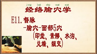 经络腧穴学  E11.督脉-腧穴-面部5穴(印堂、素髎、水沟、兑端、龈交)