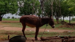 Hmara Donkey(گدھا) ghum ho gya.