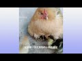 when the puppy first touches the chick the hen desperately protects the chick