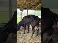 big udder cow giving birth to a baby shorts viral trending yt