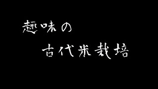 趣味で古代米栽培　パーマカルチャー　浜松盆部メンバーインタビュー