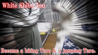 White Shiba Inu：Become a biting Taro & jumping Taro 【English】