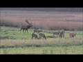 Bronsttijd op de Hoge Veluwe - Film: ©Louis Fraanje