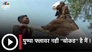 Pushpa Goat Special | पुष्पा फ्लावर नही ''बोकड'' है मैं !;दीडशे किलो आणि साडेपाच फुटांचा पुष्पा !