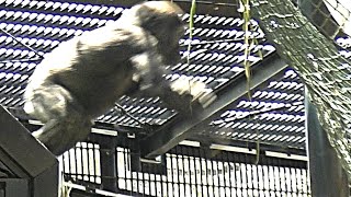 [Gorilla 1-minute video # 159] Use the roof as a slide. .. .. And jump 💗 Kintaro [Kyoto City Zoo]