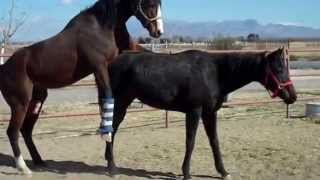 Funny Horses Mating