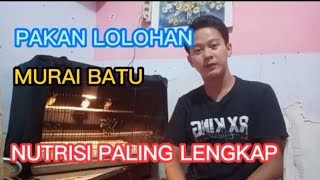 LOLOHAN MURAI PASTI SEHAT KALO KONSUMSI PAKAN (AMS)