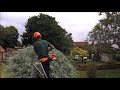 hedge and pear tree trimming