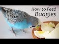 How to Feed Budgies | Choosing the Right Foods - ReEdit