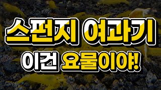 스펀지 여과기 과연 가격 따라 성능이 다를까요??