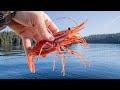 Catching Huge Spot Prawns (Shrimp) in Alaskan Waters