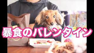 【肉祭りチョコ祭り】愛犬と共に暴食の限りを尽くした1日【カニンヘンダックスえびすの日常】