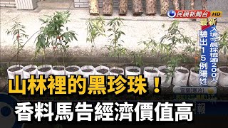 山林裡的黑珍珠！香料馬告經濟價值高－民視新聞