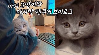 아기 고양이와 행복했던 마지막 4일간의 vlog 🇨🇦 브리티시 숏헤어, 캐나다 밴쿠버 브이로그