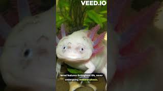 Shocking fact about the Axolotl Ambystoma mexicanum🤨😮😲