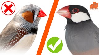 Zebra Finches vs Java Finches | Finch Bird in Malayalam | Java Sparrow | MY PET PLANT