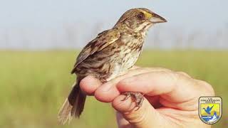 Modified Water Delivery \u0026 the Cape Sable Seaside Sparrow