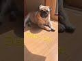 【パグ】日向ぼっこ。 パグ pug 日常 shorts 癒し 犬 犬のいる暮らし