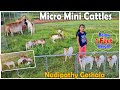 Adorable Micro Miniature Cows Below 1 Feet Height Nadipathy Goshala | Shortest Cows Breed #miniature