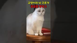 고양이 트롤짓 모음 #shorts #웃긴영상