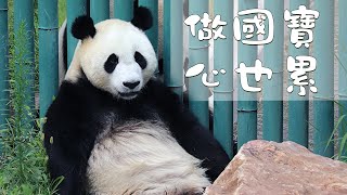 《熊貓TOP榜》第136期 滾滾也心累 | iPanda熊貓頻道