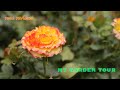 Roses in my garden|Roses garden tour| Rose reviews: David Austin, Harkness, Kordes, Tantau, Poulsen