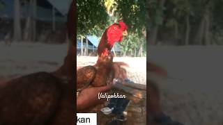 சண்டை சேவல் பீலா பெட்டைமாரி sandai seval #aseel #trending #reels#shorts #latest #rooster #aseelmurga