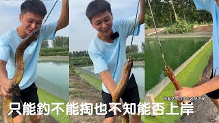 第一天來到江蘇就遇到了難題，只能釣不能掏，也不知能否上岸#viralvideo #捕魚 #農村生活