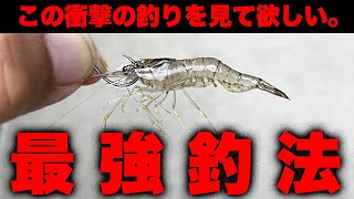 【衝撃】あまりにも釣れすぎるエビ撒き釣りの凄さをお見せします