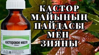 Кастор майының пайдасы мен зияны | Кастор майы АҒЗАҢЫЗДЫ ТОЛЫҚ ТАЗАЛАЙДЫ МА әлде МИФ ПА?