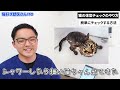 【超簡単！！】獣医も使う猫の体型チェック！！〜あなたの猫はおデブ？？痩せ？？標準？？〜