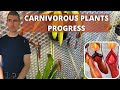 PROGRESS ON ALL CARNIVOROUS PLANTS: Nepenthes, Sundews, Pinguicula...