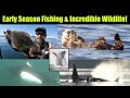 Early Season Fishing & Incredible Alaskan Wildlife! Alaskan Halibut Fishing Juneau, Alaska MAY 2022