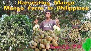 Havesting Mango 🥭| FarmLife PH | Mango Farm in the Philippines 🇵🇭 | Countryside life ph