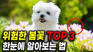 강아지에게 위험한 봄꽃 TOP 3ㅣ위험한 꽃 단번에 구분하는 꿀팁