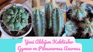 Yeni aldığım kaktüsler. #kaktus #gymnocalycium #çiçeklerim