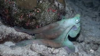 Octupus Changing Colors - Incredible! - Must Watch!