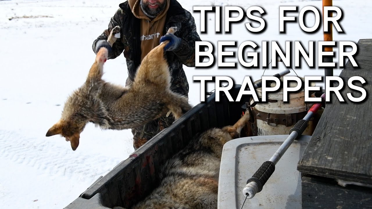 Coyote Trapping Secrets Bag Your First Coyote In Just One Day