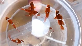 Premnas biaculeatus | Nemo Fish | Clownfish | Cute Ocean fish Cute animals Videos #19