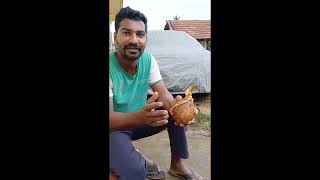 ತೆಂಗಿನ ಹೂವಿನ ಲಾಭ ಮತ್ತು ವ್ಯವಹಾರ coconut flower benefits and business