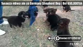 TUNAUZA #PUPPY | MBWA WAKALI WA ULINZI AINA YA  GERMANY SHEPHERD  German Shepherd Dog (GSD)