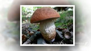 Leccinum quercinum - fungi kingdom