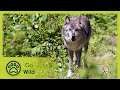 Running With Wolves - Go Wild